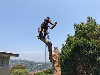 TREE SERVICE