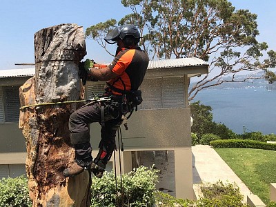 TREE SERVICE
