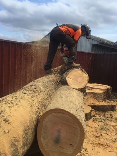 TREE SERVICE